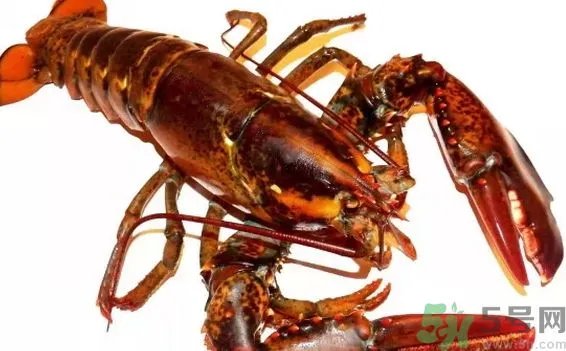 龙虾怎么洗简单又干净?龙虾怎么洗图解?