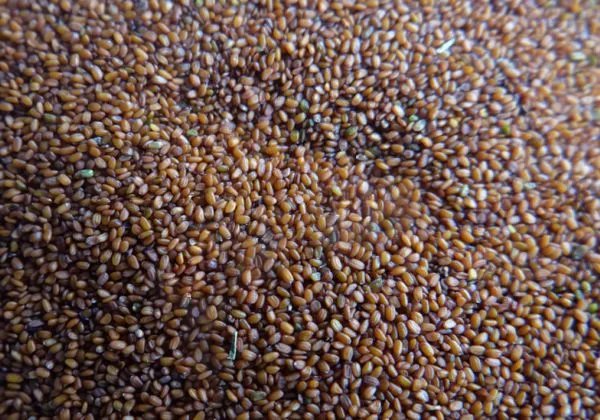 海藻面膜敷多久 海藻面膜适合敷多久