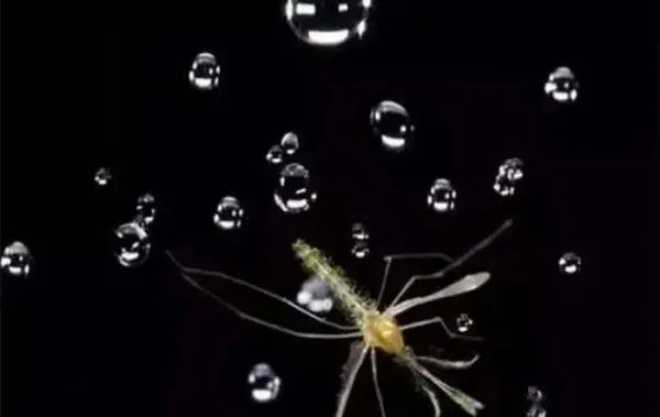 为什么下雨天时蚊子不会被雨滴砸死?蚊子会躲避下雨天吗?