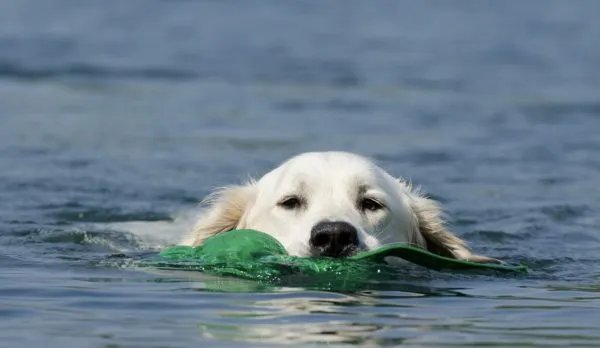 金毛托运死亡疑为员工接私单后换车,涉事人员将需承担哪些责任?