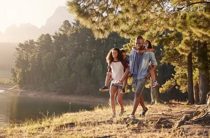 毛冬青的作用有什么 毛冬青茶的好处