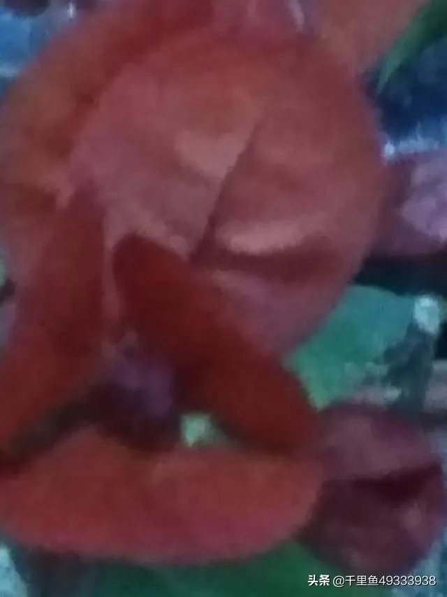 瑞士三角梅为何不开花？