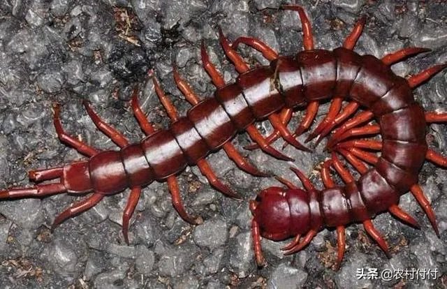 蜈蚣养殖前景如何，从哪几个方面开始？