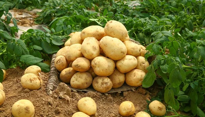 太白粉是什么 太白粉是什么东西