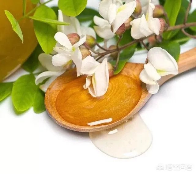 刺槐树有什么作用?