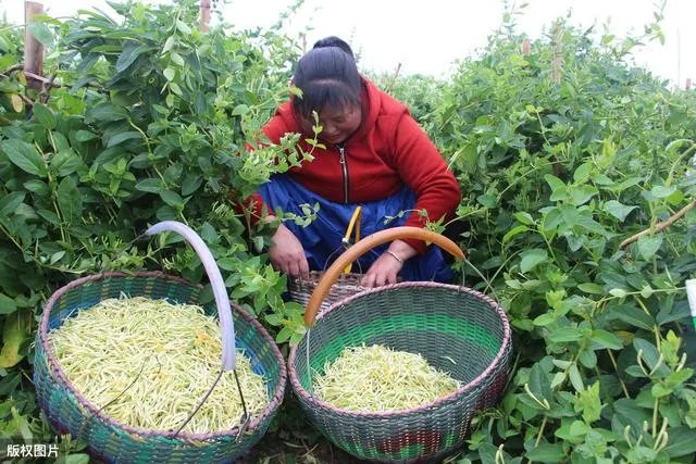 野生药材一定比种植药材好吗?