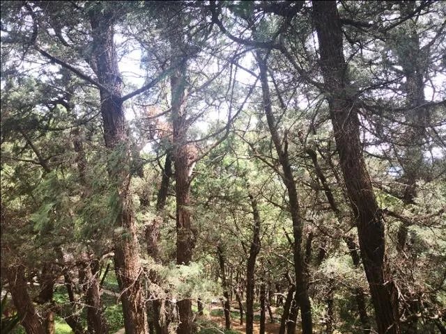 贵州深山的“龙吟”声是什么回事?真的是有不明大型动物未发现吗?