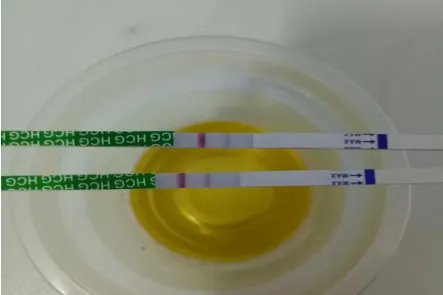 验孕纸测试怀孕介绍