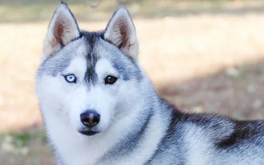 蓝眼睛的狗有哪些?