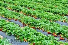 摘草莓是什么季节？几月份可以摘草莓？