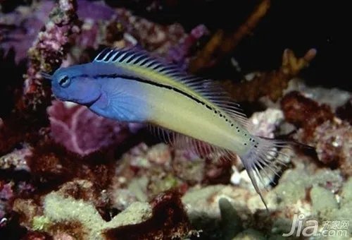 淡水观赏鱼养殖技巧 淡水观赏鱼图片欣赏