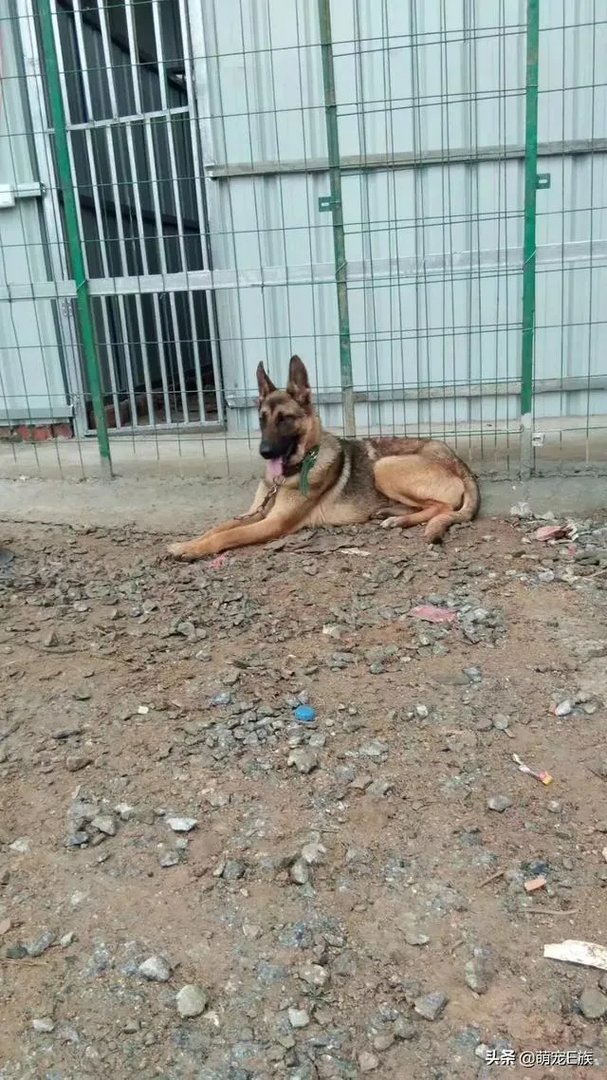 德牧一般几个月开始可以训练？