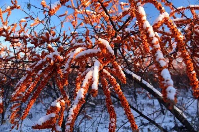 黑河市有哪些特产？