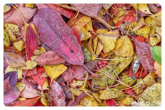 微单与手机哪个更好？