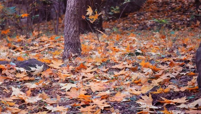 感恩节发朋友圈的话语