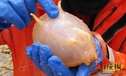 盘点全球新奇妙动物：紫色北极熊 海地长吻猬