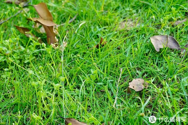 索尼黑卡6(RX100M6)深度入手评测:到底值不值?