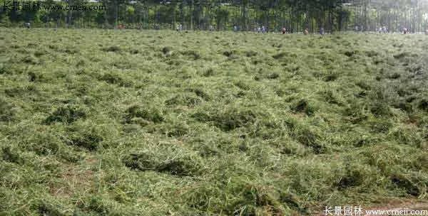 北方优质牧草品种有哪些