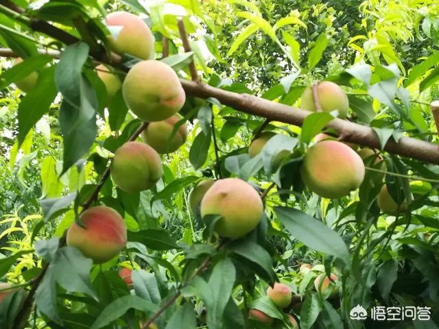 芒种是哪天？怎样算芒种？芒种是几月几日？