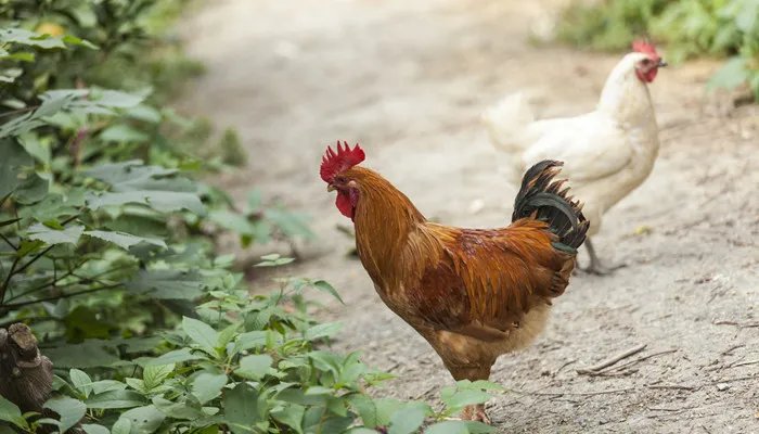 鸡为什么克蛇 鸡为什么是蛇的克星