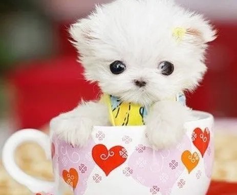 茶杯犬 图片