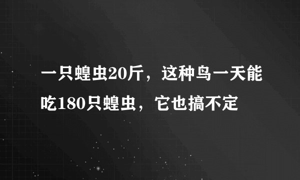 一只蝗虫20斤，这种鸟一天能吃180只蝗虫，它也搞不定