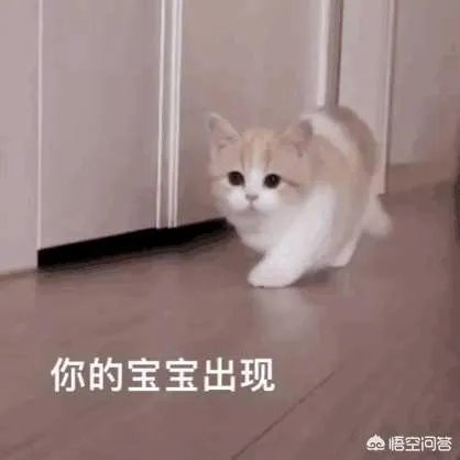 有没有搞笑的猫咪图片，分享一下？