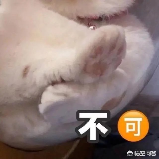 有没有搞笑的猫咪图片，分享一下？