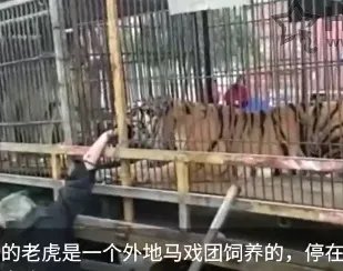 大爷喂老虎手被咬是什么情况?