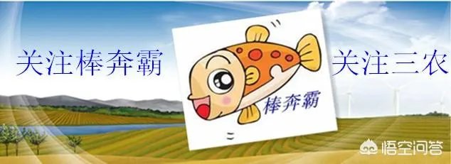 刺槐树有什么作用?