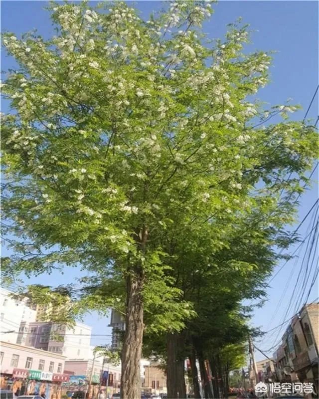 刺槐树有什么作用?