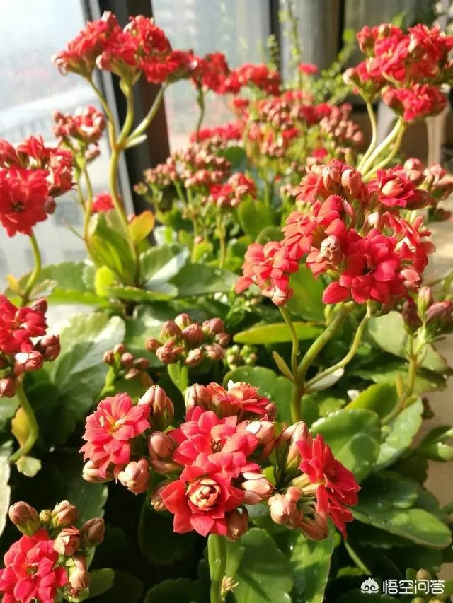 可以拿玻璃花盆养花吗