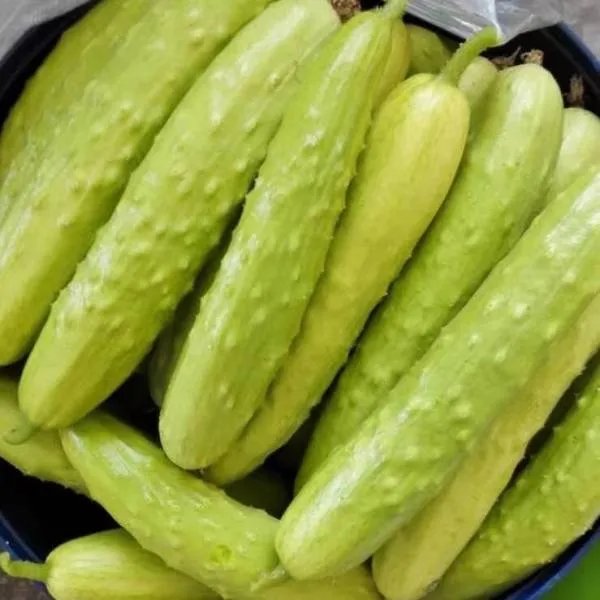 白黄瓜病虫害该怎么样处理？