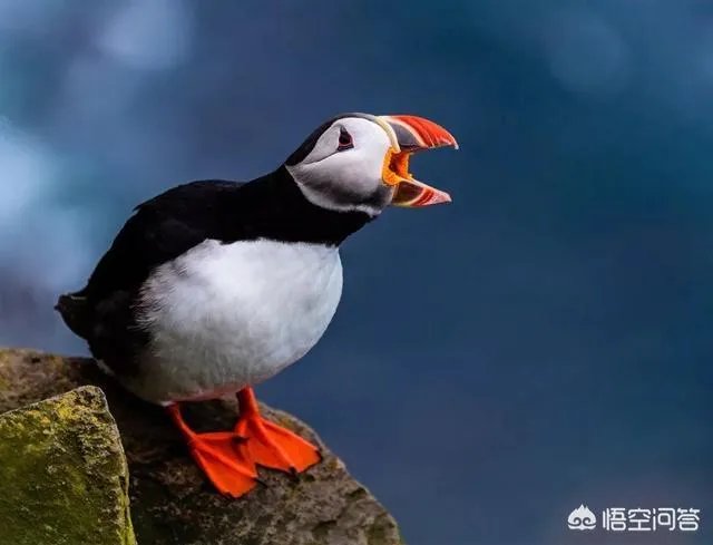 无反,微单,单反有什么区别,如果购买应该买哪种呢?