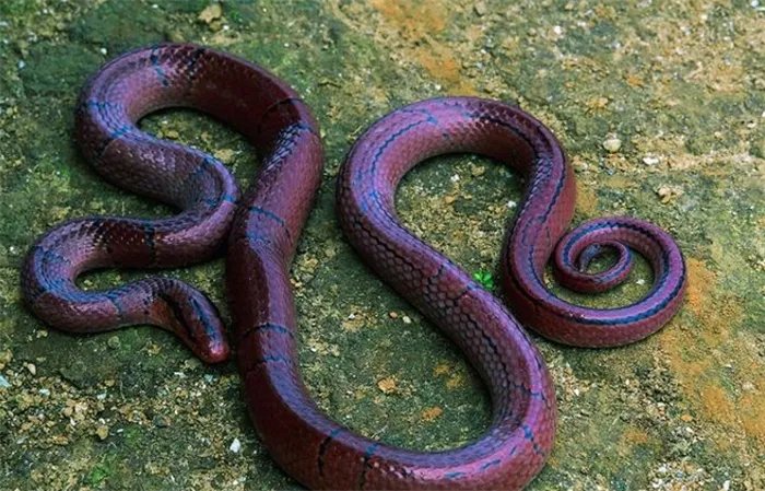 盘点全世界最长的蛇 排名前十的长蛇