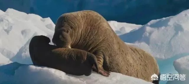 纪录片《蓝色星球》讲了什么?好看吗?