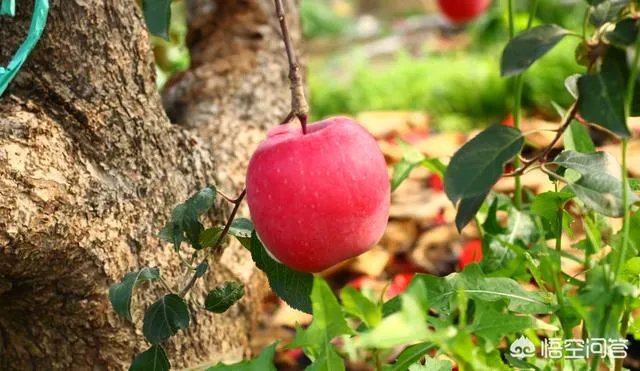 果树新品种是如何培育出来的?