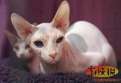 盘点全球新奇妙动物：紫色北极熊 海地长吻猬