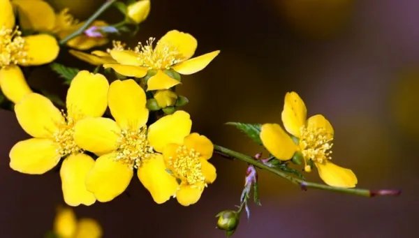 春夏秋冬各开什么花？？？？？？？？？