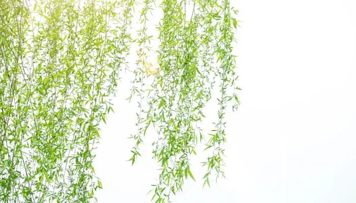 寒食节插柳的由来 寒食节为什么要折柳插门