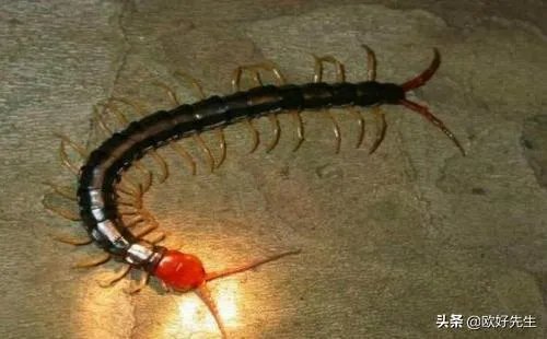 蜈蚣养殖前景如何，从哪几个方面开始？