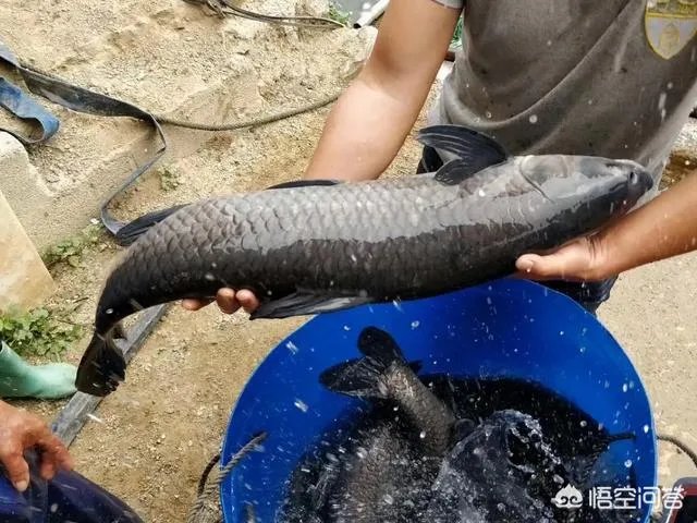 为什么很多农村集市上卖青鱼的都喜欢在鱼箱里撒一把瓜子？