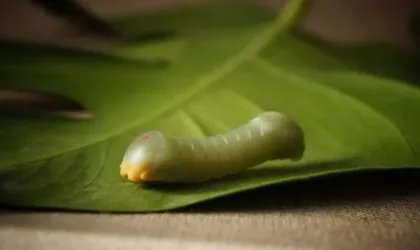 春蚕的象征意义是什么?