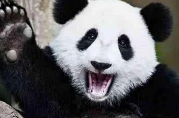 熊猫宝宝的沙发瘫萌翻众人,你见过哪些可爱的“熊猫瘫”?