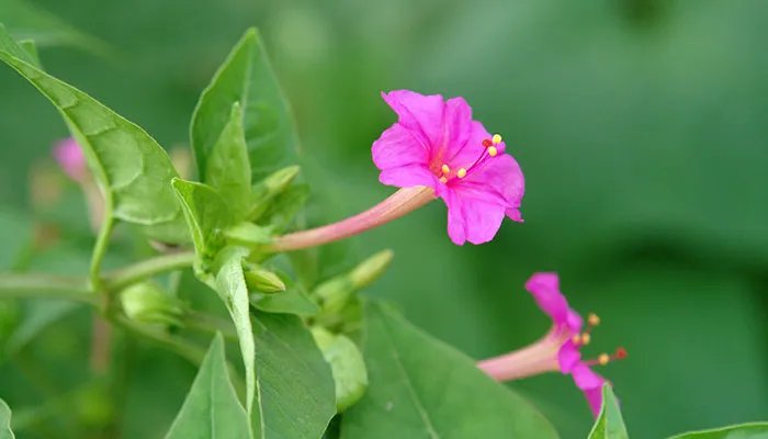 夜来香的养殖方法和注意事项 夜来香的养殖方法