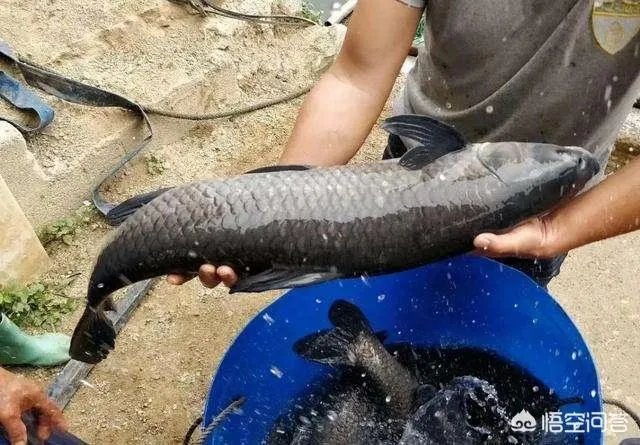 为什么很多农村集市上卖青鱼的都喜欢在鱼箱里撒一把瓜子？