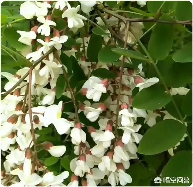 刺槐树有什么作用?