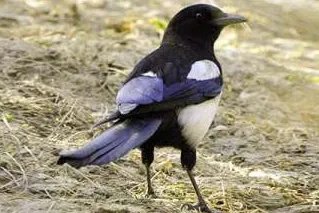 保定喜鹊飞进教室叼走女生耳机又还回，喜鹊的生活习性有哪些？