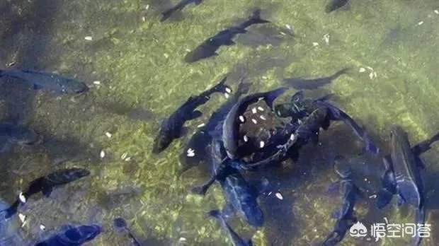 为什么很多农村集市上卖青鱼的都喜欢在鱼箱里撒一把瓜子？