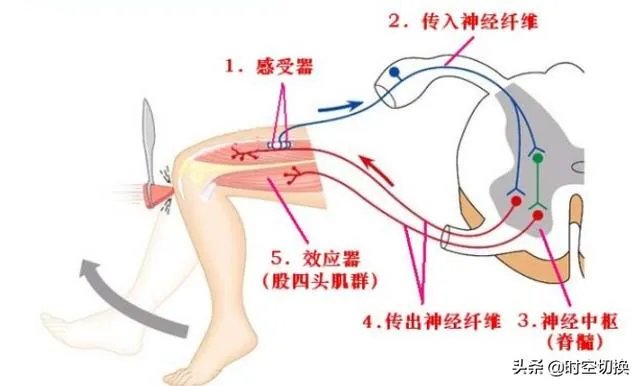 膝跳反射的反射弧结构示意图？